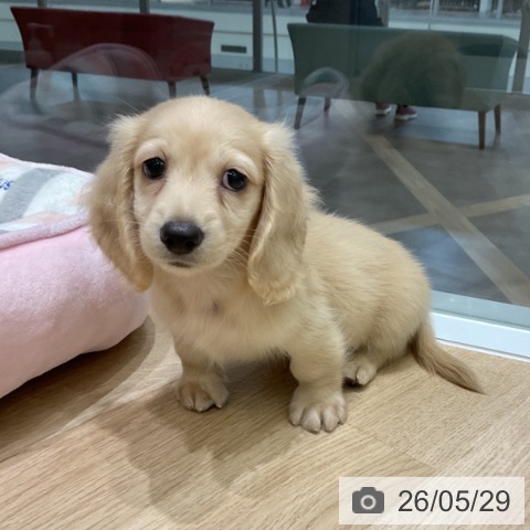岩手県のミニチュアダックスフンド(ロング) (ペットプラス 盛岡南店/2026年3月28日生まれ/男の子/イエロー)の子犬の3枚目の画像
