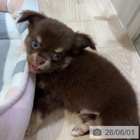 チワワの写真