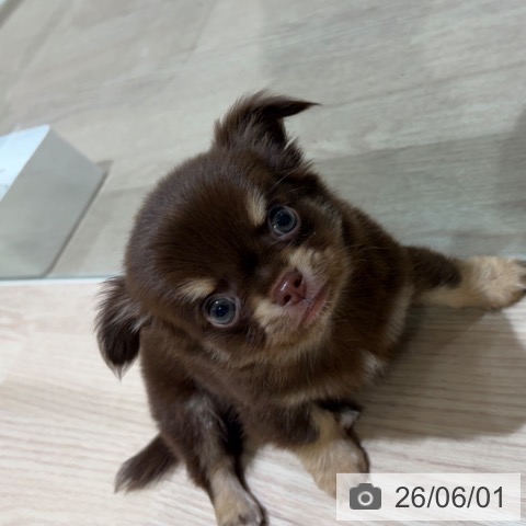 チワワの写真