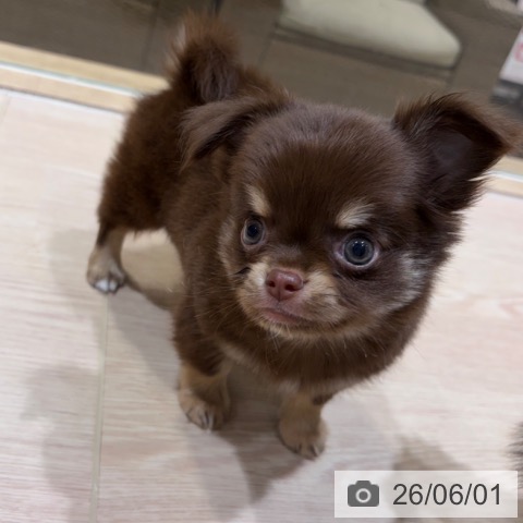 チワワの写真