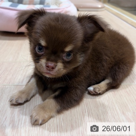チワワの写真