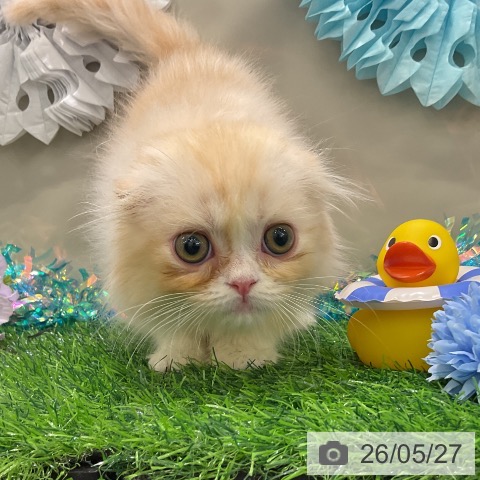 千葉県のスコティッシュフォールド (ペットプラス コトエ流山おおたかの森店/2026年3月14日生まれ/男の子/カメオタビーホワイト)の子猫の4枚目の画像