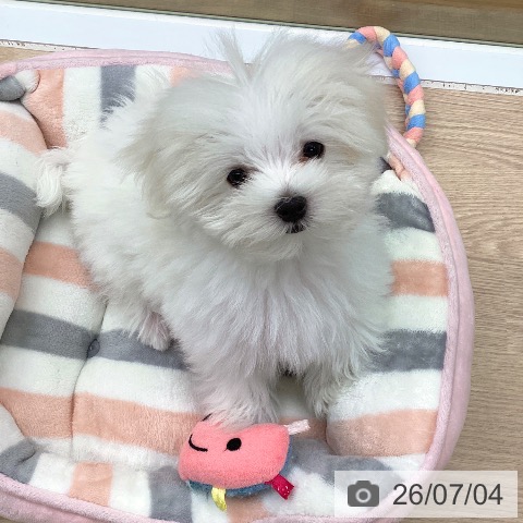 マルチーズの写真