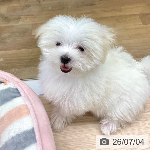 マルチーズの写真