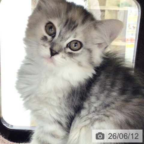 サイベリアンの写真