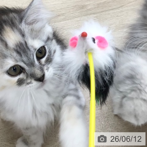 サイベリアンの写真