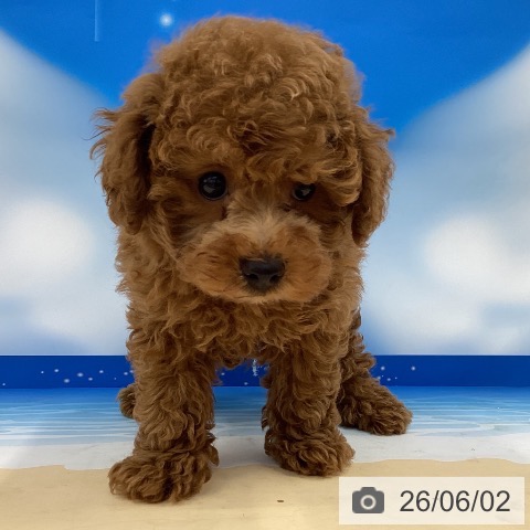 茨城県のトイプードル(トイ) (ペッツワン 阿見店/2026年3月29日生まれ/女の子/レッド)の子犬の4枚目の画像