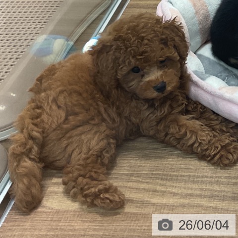 茨城県のトイプードル(トイ) (ペッツワン 阿見店/2026年3月29日生まれ/女の子/レッド)の子犬の3枚目の画像