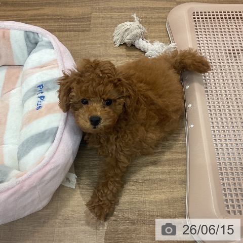 茨城県のトイプードル(トイ) (ペッツワン 阿見店/2026年3月29日生まれ/女の子/レッド)の子犬の3枚目の画像