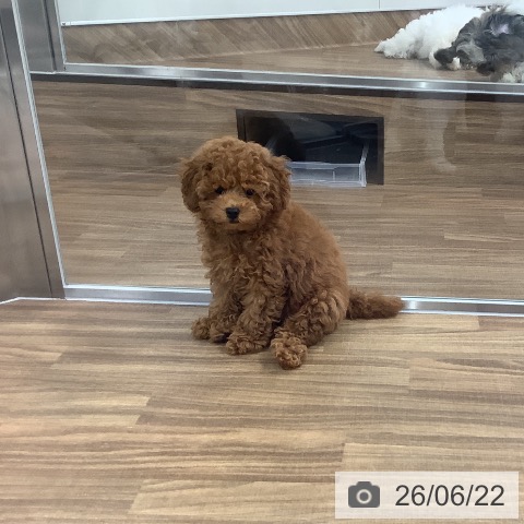 茨城県のトイプードル(トイ) (ペッツワン 阿見店/2026年3月29日生まれ/女の子/レッド)の子犬の3枚目の画像