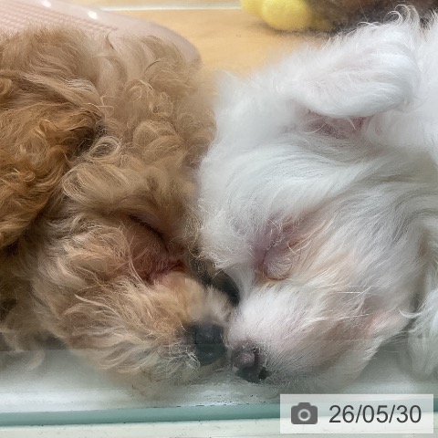 千葉県のトイプードル(トイ) (ペットプラス 成田店/2026年3月27日生まれ/男の子/オレンジフォーン)の子犬の4枚目の画像