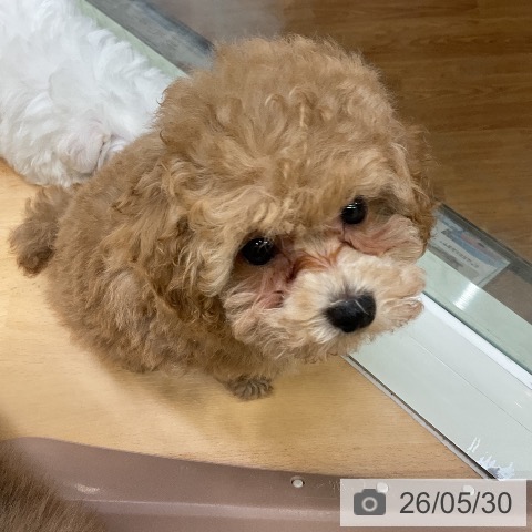 千葉県のトイプードル(トイ) (ペットプラス 成田店/2026年3月27日生まれ/男の子/オレンジフォーン)の子犬の3枚目の画像