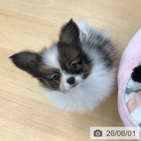 パピヨンの写真