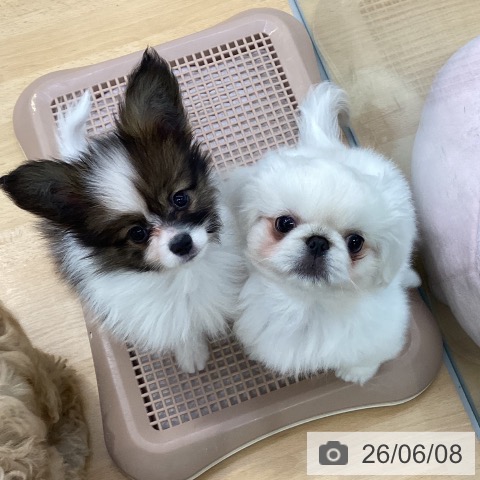 埼玉県のパピヨン (ペットプラス 羽生店/2026年3月30日生まれ/男の子/ホワイトブラウン)の子犬の3枚目の画像