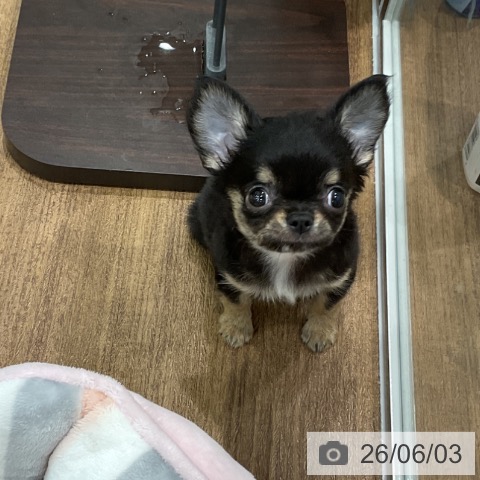 埼玉県のチワワ(ロング) (ペッツワン 吉川美南店/2026年3月30日生まれ/男の子/ブラックタンホワイト)の子犬の3枚目の画像