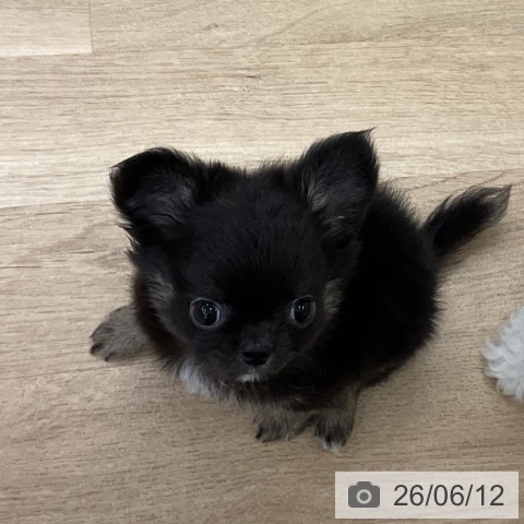 千葉県のチワワ(ロング) (ペットプラス コトエ流山おおたかの森店/2026年3月30日生まれ/男の子/ブラックタンホワイト)の子犬の4枚目の画像