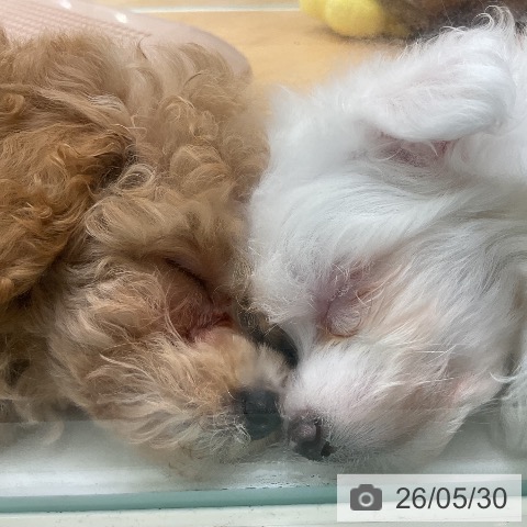 千葉県のマルチーズ (ペットプラス 成田店/2026年3月30日生まれ/男の子/ホワイト)の子犬の4枚目の画像