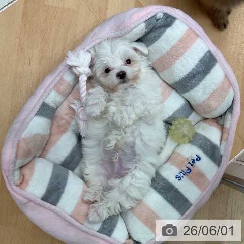 千葉県のマルチーズ (ペットプラス 成田店/2026年3月30日生まれ/男の子/ホワイト)の子犬の4枚目の画像