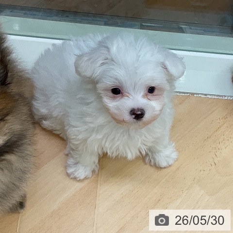 千葉県のマルチーズ (ペットプラス 成田店/2026年3月30日生まれ/男の子/ホワイト)の子犬の3枚目の画像