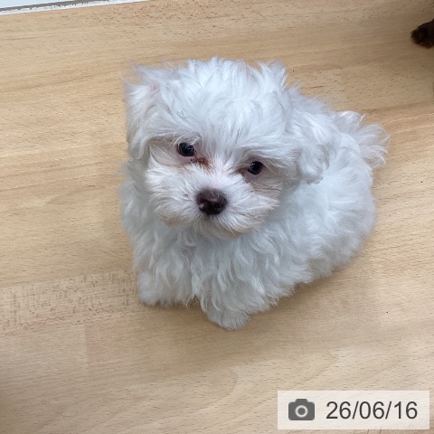 千葉県のマルチーズ (ペットプラス 成田店/2026年3月30日生まれ/男の子/ホワイト)の子犬の3枚目の画像
