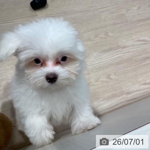 千葉県のマルチーズ (ペットプラス ユーカリが丘店/2026年3月30日生まれ/男の子/ホワイト)の子犬の3枚目の画像