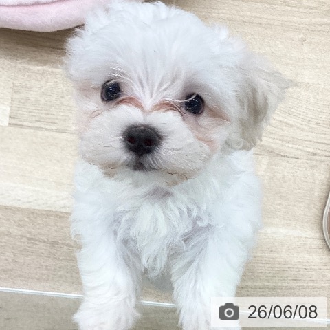 千葉県のマルチーズ (ペットプラス 船橋店/2026年3月30日生まれ/女の子/ホワイト)の子犬の4枚目の画像