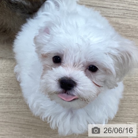 千葉県のマルチーズ (ペットプラス 船橋店/2026年3月30日生まれ/女の子/ホワイト)の子犬の3枚目の画像