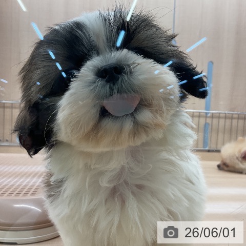 シー・ズーの写真