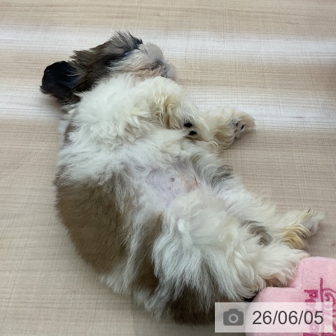 埼玉県のシーズー (ペッツワン 浦和美園店/2026年3月30日生まれ/男の子/ホワイトゴールド)の子犬の4枚目の画像