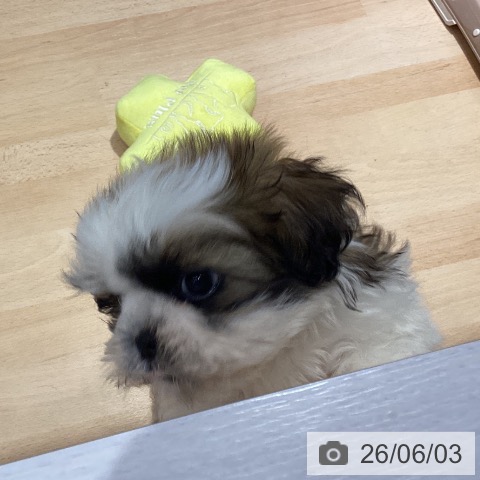 茨城県のシーズー (ペッツワン 古河店/2026年3月30日生まれ/女の子/ホワイトゴールド)の子犬の4枚目の画像