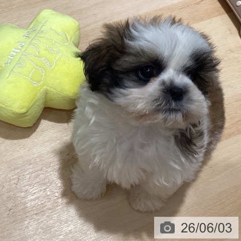 茨城県のシーズー (ペッツワン 古河店/2026年3月30日生まれ/女の子/ホワイトゴールド)の子犬の3枚目の画像