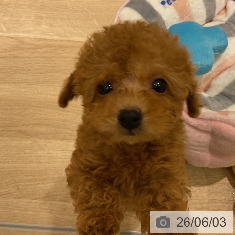 埼玉県のトイプードル(トイ) (ペットプラス 所沢店/2026年3月30日生まれ/男の子/アプリコット)の子犬の4枚目の画像