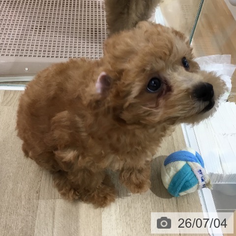 埼玉県のトイプードル(トイ) (ペットプラス 所沢店/2026年3月30日生まれ/男の子/アプリコット)の子犬の4枚目の画像