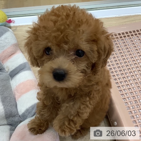埼玉県のトイプードル(トイ) (ペットプラス ららぽーと新三郷店/2026年3月30日生まれ/男の子/アプリコット)の子犬の4枚目の画像