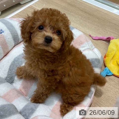 埼玉県のトイプードル(トイ) (ペットプラス ららぽーと新三郷店/2026年3月30日生まれ/男の子/アプリコット)の子犬の3枚目の画像