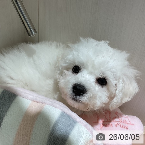神奈川県のビションフリーゼ (ペットプラス ビアレ横浜店/2026年3月31日生まれ/男の子/ホワイト)の子犬の3枚目の画像