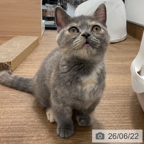 神奈川県のマンチカン (ペッツワン 小田原店/2026年3月10日生まれ/女の子/ブルークリーム)の子猫の4枚目の画像