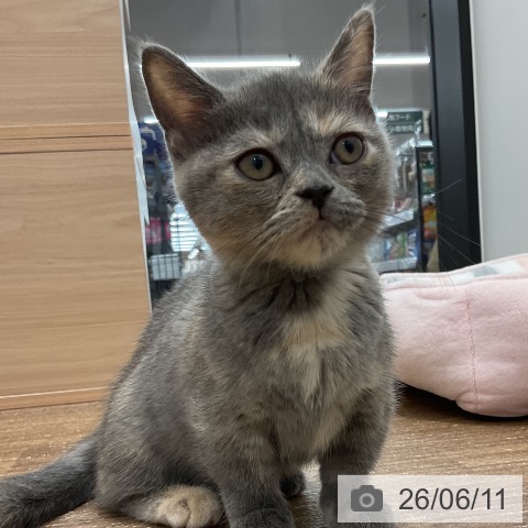 神奈川県のマンチカン (ペッツワン 小田原店/2026年3月10日生まれ/女の子/ブルークリーム)の子猫の3枚目の画像