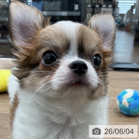 チワワの写真