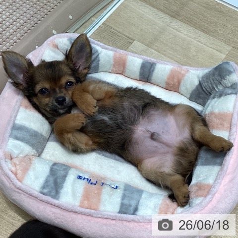 宮城県のチワワ(ロング) (ペットプラス 仙台泉大沢店/2026年4月1日生まれ/男の子/レッドホワイト)の子犬の4枚目の画像