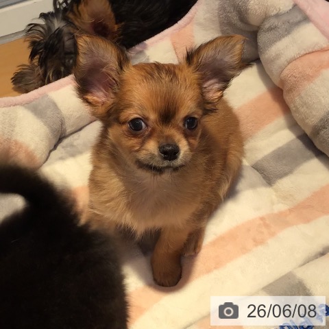 山形県のチワワ(ロング) (ペットプラス 天童店/2026年4月1日生まれ/男の子/フォーン)の子犬の3枚目の画像