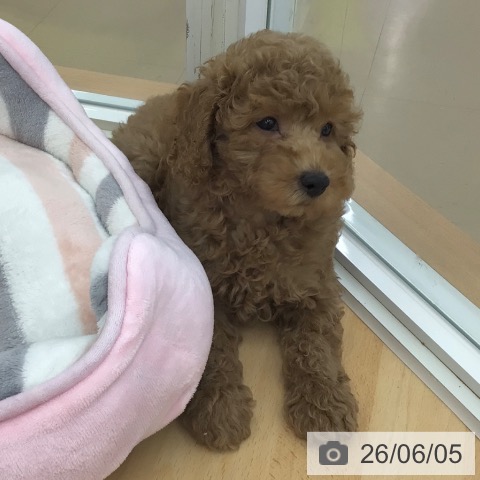 青森県のトイプードル(トイ) (ペットプラス 青森浜田店/2026年3月31日生まれ/男の子/アプリコット)の子犬の4枚目の画像