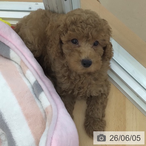 青森県のトイプードル(トイ) (ペットプラス 青森浜田店/2026年3月31日生まれ/男の子/アプリコット)の子犬の3枚目の画像