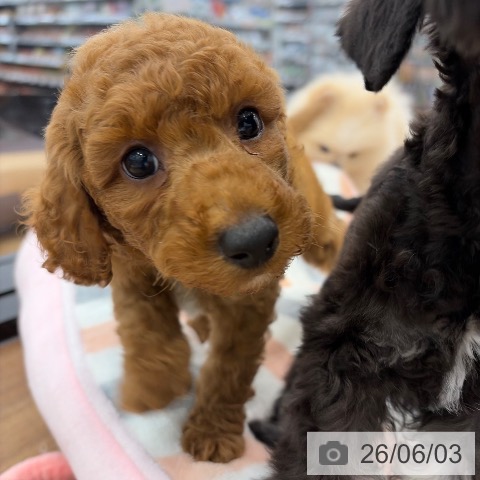 茨城県のトイプードル(トイ) (ペッツワン つくば店/2026年4月1日生まれ/男の子/レッド)の子犬の4枚目の画像