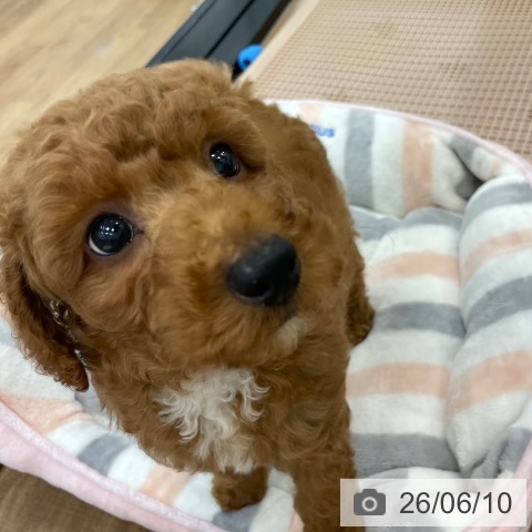 茨城県のトイプードル(トイ) (ペッツワン つくば店/2026年4月1日生まれ/男の子/レッド)の子犬の4枚目の画像