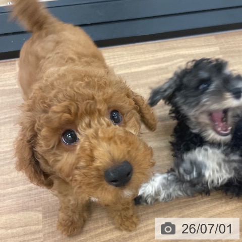 茨城県のトイプードル(トイ) (ペッツワン つくば店/2026年4月1日生まれ/男の子/レッド)の子犬の4枚目の画像