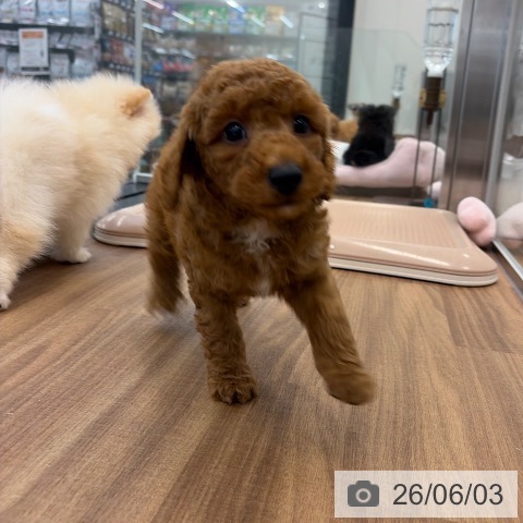 茨城県のトイプードル(トイ) (ペッツワン つくば店/2026年4月1日生まれ/男の子/レッド)の子犬の3枚目の画像