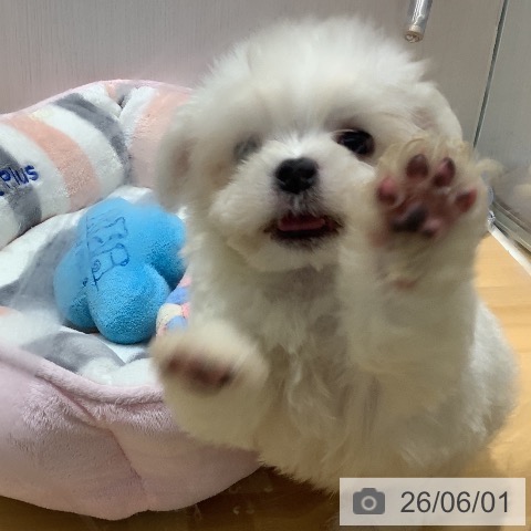 マルチーズの写真
