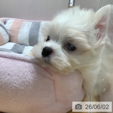 マルチーズの写真
