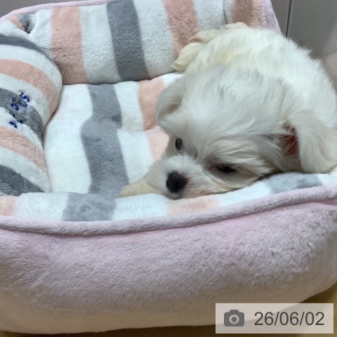 マルチーズの写真